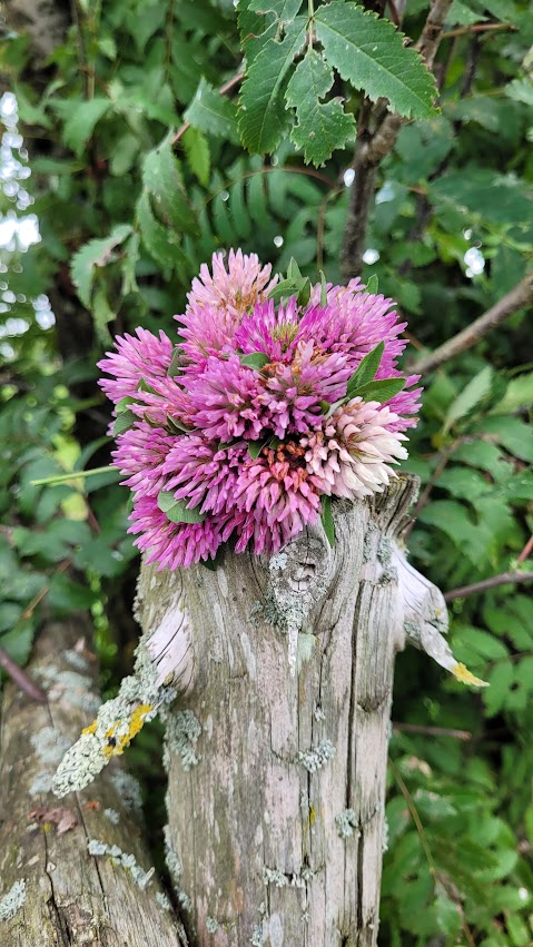 flower on log